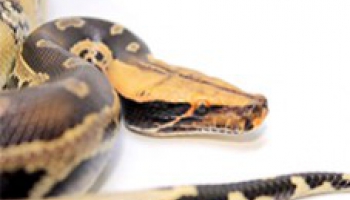 Fiche d'élevage Python curtus - Python à queue courte