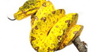 Fiche d'élevage Morelia viridis - Python vert