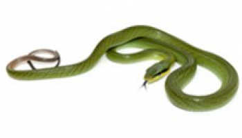 Fiche d'élevage Gonyosoma oxycephalum - Serpent ratier à queue rouge