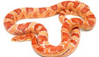 Fiche d'élevage Pantherophis guttatus - serpent des blés