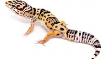 Fiche d'élevage Eublepharis macularius - Gecko léopard