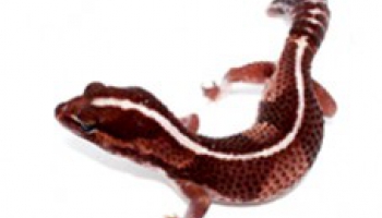 Fiche d'élevage Hemitheconyx caudicinctus - Gecko à queue grasse 
