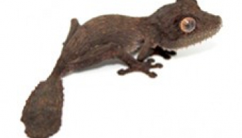 Fiche d'élevage Uroplatus henkeli - Gecko à queue de feuille