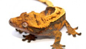 Fiche d'élevage Correlophus ciliatus - Gecko à crête
