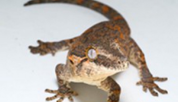 Fiche d'élevage Rhacodactylus auriculatus - Gecko gargouille