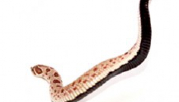 Fiche d'élevage Heterodon nasicus - serpent à groin 
