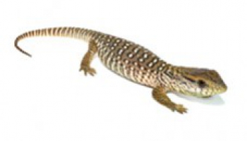 Fiche d'élevage Varanus exanthematicus - Varan des savanes