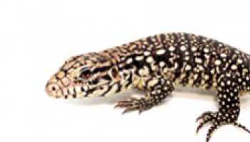 Fiche d'élevage Salvator merianae - Tegu d'Argentine