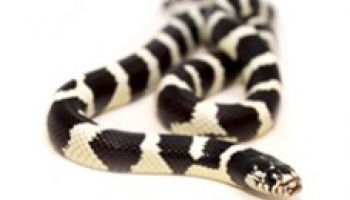 Fiche d'élevage Lampropeltis getulus californiae - Serpent roi de Californie