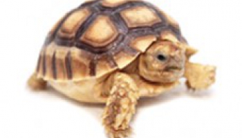 Fiche d'élevage Centrochelys sulcata - Tortue sillonnée