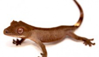 TUTORIEL: tout le matériel pour élever un gecko à crête