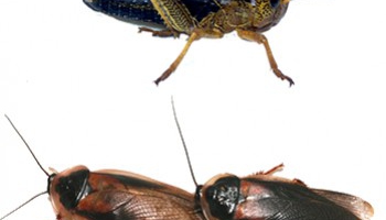 TUTORIEL: garder vos insectes en vie