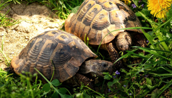 L'alimentation des tortues terrestres