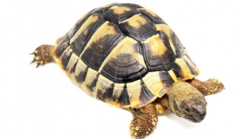 Acheter une tortue terrestre, les démarches préalables
