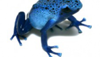 Fiche d'élevage Dendrobates azureus - Dendrobate bleu