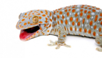 Fiche d'élevage Gekko gecko - Gecko tokay 