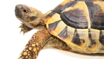 TUTORIEL: L'hibernation des tortues terrestre
